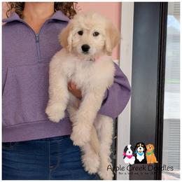 VANNA - F1 English Goldendoodle - OFA-Genetics-Microchip-2 year warranty. - Cream female Goldendoodle puppy in Jeddo, Michigan from Apple Creek Doodles