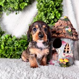 Dachshund Puppies from Royal Bloodline Canines