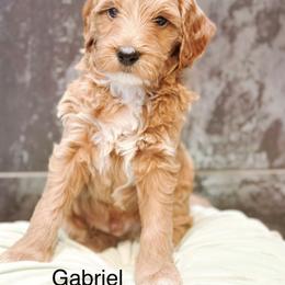 Gabriel - Apricot male Goldendoodle puppy in Pasco, Washington from Camp Doodle Woods