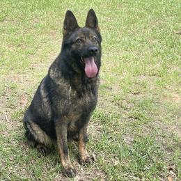 Max - German Shepherd