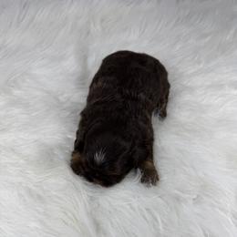 Jordan - Chocolate and tan male Shih Tzu puppy in Columbia, Kentucky from Lisa Bandy Luxe Shih Tzu