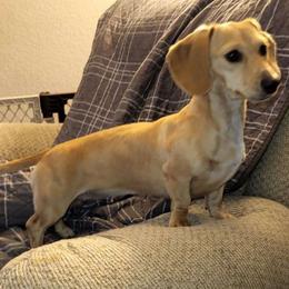 Wrenley - Dachshund