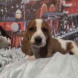 Red collar boy - Mahogany and white male Basset Hound puppy in Snow Camp, North Carolina from V's Southern Angels
