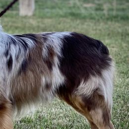 Miniature Australian Shepherds, Miniature Schnauzers, and Toy Australian Shepherds from Roses Halfpint Ranch