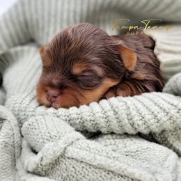 Maltese and Yorkshire Terrier Puppies from Tampa Teacup Puppies