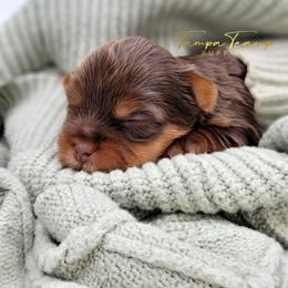 Maltese and Yorkshire Terrier Puppies from Tampa Teacup Puppies