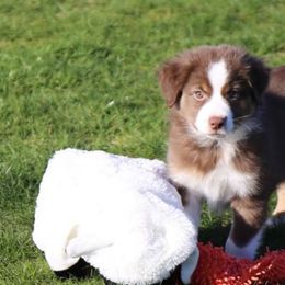 Miniature Australian Shepherd Puppies from Ridgestar Aussies