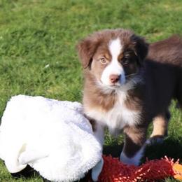Miniature Australian Shepherd Puppies from Ridgestar Aussies