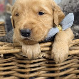 Gingerbread (cream collar) - Dark golden male Golden Retriever puppy in Sacramento, California from Creamy Retrievers
