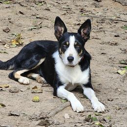 Skip - Border Collie