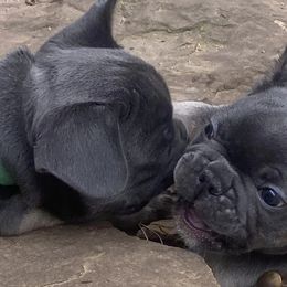 French Bulldogs from B & M Southern Frenchies