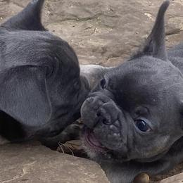French Bulldogs from B & M Southern Frenchies