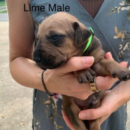 Boy 2 - Wheaten male Rhodesian Ridgeback puppy in Mayfield, Kentucky from Ridgeback Farm