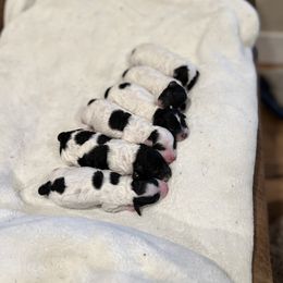 Poodle Puppies from Fluffy Friends Poodles
