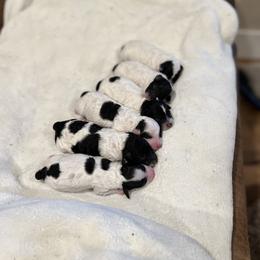 Poodle Puppies from Fluffy Friends Poodles