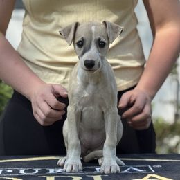 Whippet puppies from Rosmoor Whippets