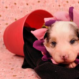 Australian Shepherd Puppies from Dovehawk Australian Shepherds