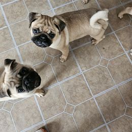 Pug Puppies from PUGZ PAWZ