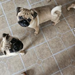 Pug Puppies from PUGZ PAWZ