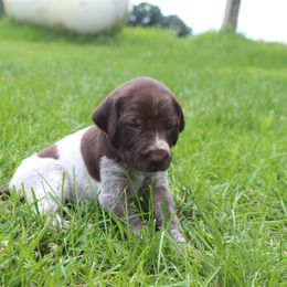 German Shorthaired Pointer Puppies from Brooke's GSPs