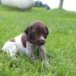 German Shorthaired Pointer Puppies from Brooke's GSPs