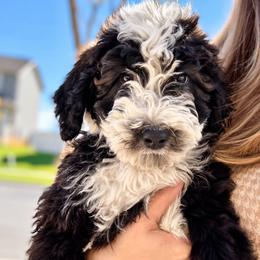 Bones - Brown and white male Bernedoodle puppy in Springville, Utah from Oodles of Bernedoodles