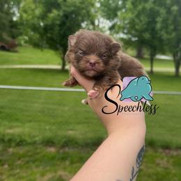 Remy -4000.00 dollars - Chocolate and tan male Pomeranian puppy in Perry County, Ohio from Speechless Pom’s