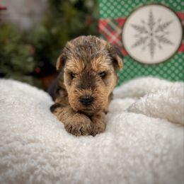 Girl 1 - Black and tan female Lakeland Terrier puppy in Marshallville, Ohio from Anne's Pups