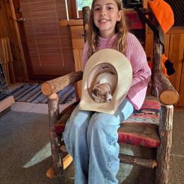 Girl 3 - White and tan female Russell Terrier puppy in Traverse City, Michigan from Boardman valley kennels