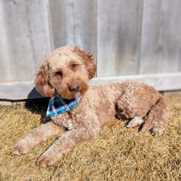 Sage - Goldendoodle