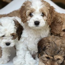 Cavalier King Charles Spaniel puppies from Mc Doodles of Texas LLC