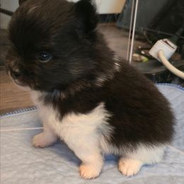 Scout - Black and tan parti male Pomeranian puppy in Pickton, Texas from Mandy's Precious Poms