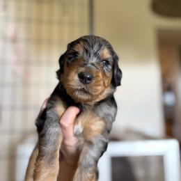 GUARDIAN HOME - Dial - Merle male Goldendoodle puppy in Yukon, Oklahoma from Bows and Ties Doodles, LLC