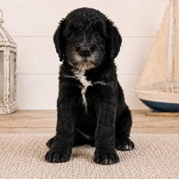 Harbour - Black male Double Doodle puppy in Whitsett, North Carolina from Rock Creek Doodles NC