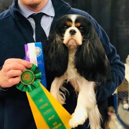 Bella - Cavalier King Charles Spaniel