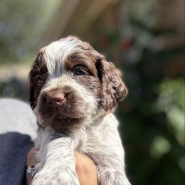 Jasper - Liver white and roan male English Springer Spaniel puppy in Pensacola, Florida from LeichtHouse Kennel