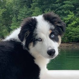 Australian Shepherd Puppies from Thousand Hills Australian Shepherds