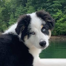 Australian Shepherd Puppies from Thousand Hills Australian Shepherds
