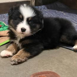 Girl 2 - Black tri-color female Australian Shepherd puppy in Iola, Texas from MK Aussies