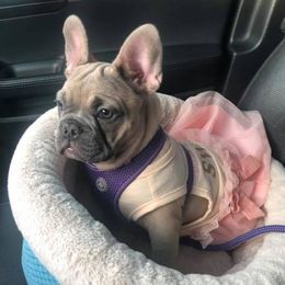 Bulldog and French Bulldog Puppies from Crystals Bulldog Bungalow