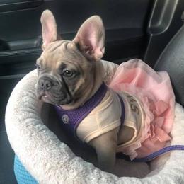 Bulldog and French Bulldog Puppies from Crystals Bulldog Bungalow