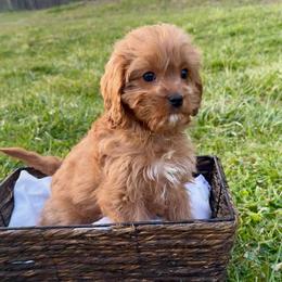 Daisy - Red female Cavapoo puppy in Knoxville, Tennessee from Dukes Forever Doodles