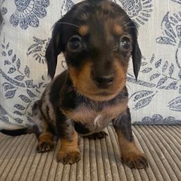 Male 1 - Dapple male Dachshund puppy in Elizabethtown, Kentucky from Lavender and Willow Dachshunds