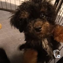 Jack - Phantom male Poodle puppy in East Providence, Rhode Island from Marta's Cavaliers
