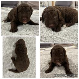 Chocolate Abstract Boy - Chocolate male Goldendoodle puppy in Lancaster, South Carolina from Silver Hill Farm SC
