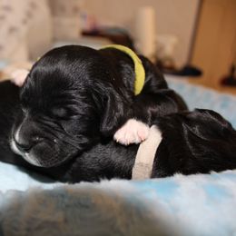 Barbado da Terceira Puppies from Azorean Heritage Barbados