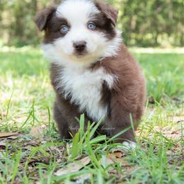 Bernard - Orange Collar - Red & white male Miniature Australian Shepherd puppy in Lacombe, Louisiana from Indigo River Aussies