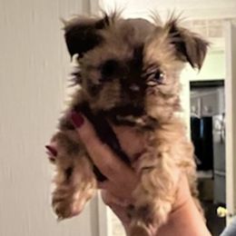 Shih Tzus from Janet's Shih Tzus