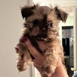 Shih Tzus from Janet's Shih Tzus
