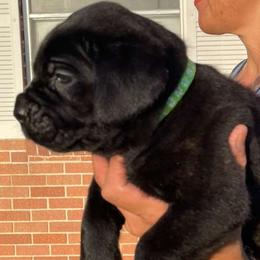 Green Collar Girl - Black female Cane Corso puppy in Weimar, Texas from Cane Corso Authority